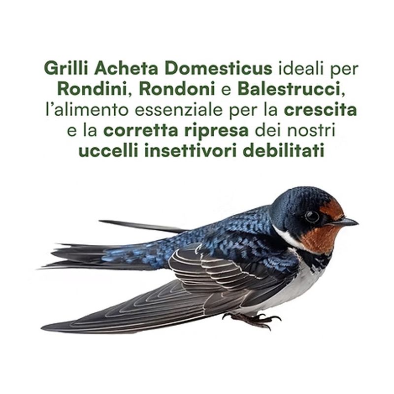 nutrinsect-mangime-uccelli-grilli-liofilizzati-10186958--1-.jpg