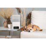 petcube-bites-2-lite-telecamera-di-sorveglianza-interattiva-10186855--11-.jpg