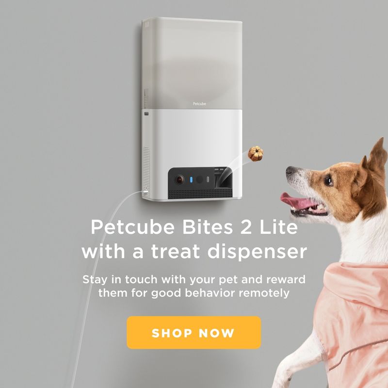 petcube-bites-2-lite-telecamera-di-sorveglianza-interattiva-10186855--13-.jpg