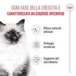 Royal-Canin-Kitten-Alimento-completo-per-gattini-fino-a-12-mesi-di-eta-1..jpg