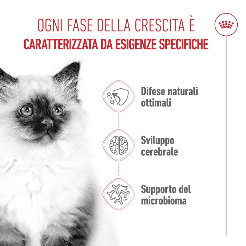 Royal-Canin-Kitten-Alimento-completo-per-gattini-fino-a-12-mesi-di-eta-1..jpg
