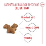 Royal-Canin-Kitten-Alimento-completo-per-gattini-fino-a-12-mesi-di-eta-2..jpg