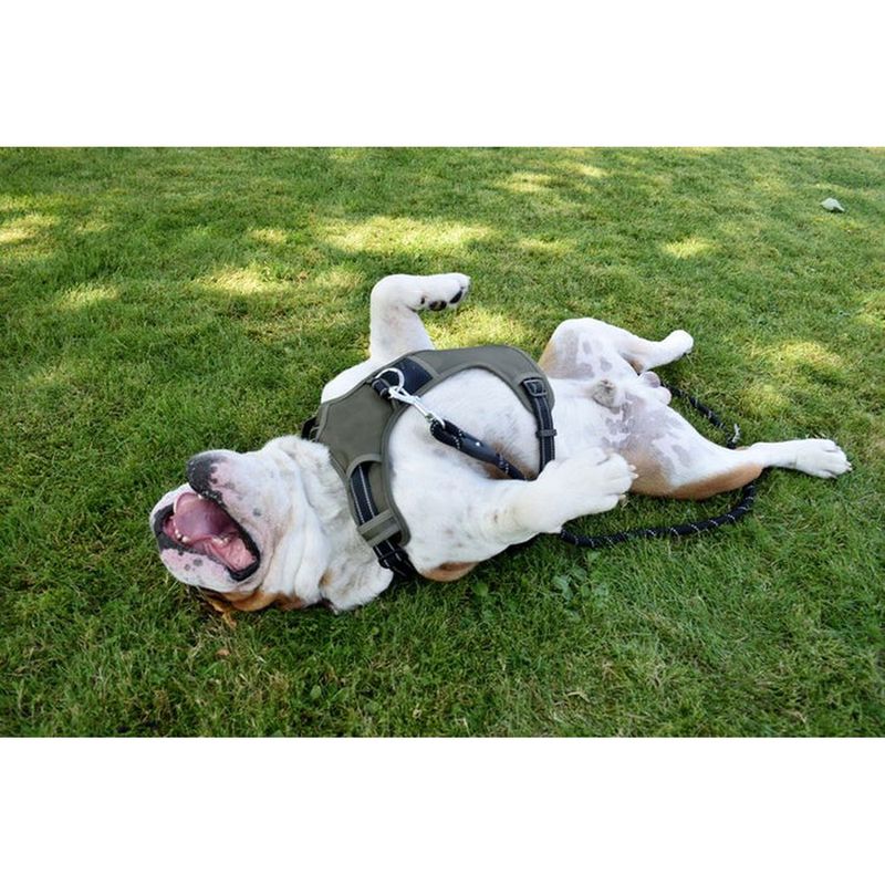 croci-pettorina-cane-bobby-rando-walk-nero10176244-4.jpg