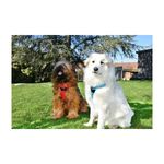 croci-pettorina-cane-bobby-rando-walk-nero10176244-5.jpg