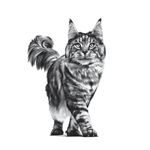 46772a15-25f6-4503-9ba2-b2490009f297_DownloadAsJpg_risultato