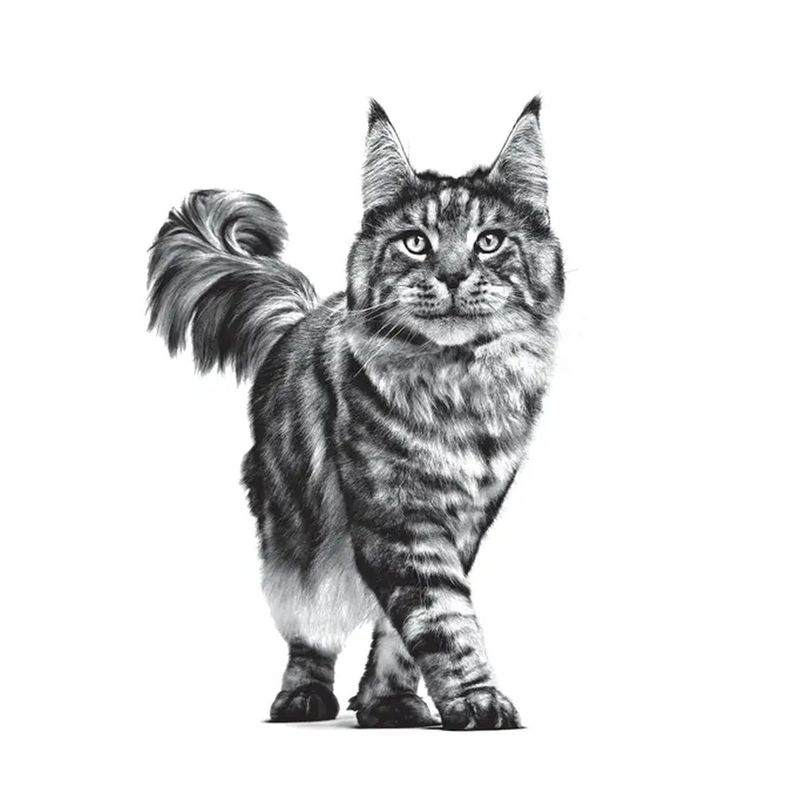 46772a15-25f6-4503-9ba2-b2490009f297_DownloadAsJpg_risultato