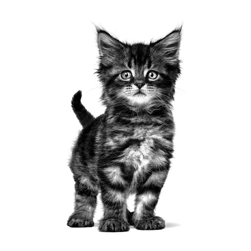 royal-canin-veterinary-diet-kitten-gastrointestinal-195g--6-