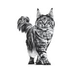 royal-canin-veterinary-diet-gatto-gastrointestinal-multipack-1-02kg--4-