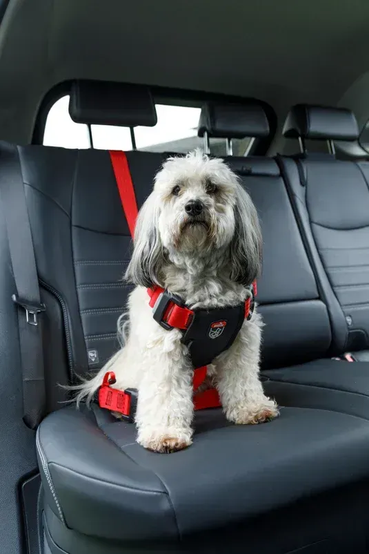 zolux-babyauto-dog-travel-imbracatura-di-sicurezza-rossa-10188132-4